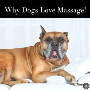 Why Dogs Love Massage
